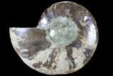 Cut Ammonite Fossil (Half) - Agatized #79163-1